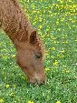 Photo albulle/datas/photos/photos de chevaux/cheval-prairie.JPG
