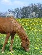 Photo albulle/datas/photos/photos de chevaux/chevaux-prairie.JPG