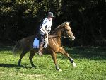Photo albulle/datas/photos/TREC NATIONAL octobre2007/kentucky.jpg