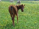 Photo albulle/datas/photos/photos de chevaux/poulain-chevaux.JPG