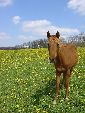 Photo albulle/datas/photos/photos de chevaux/poulain-prairie.JPG