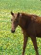 Photo albulle/datas/photos/photos de chevaux/poulain.JPG