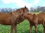 Photo albulle/datas/photos/photos de chevaux/poulains2.JPG