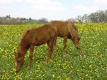 Photo albulle/datas/photos/photos de chevaux/poulains3.JPG