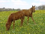 Photo albulle/datas/photos/photos de chevaux/poulains4.JPG