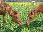 Photo albulle/datas/photos/photos de chevaux/poulains.JPG