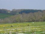 Photo albulle/datas/photos/Environnement du Centre Cheval Poney/prairie-b.JPG