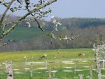 Photo albulle/datas/photos/Environnement du Centre Cheval Poney/prairie2.JPG