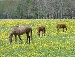 Photo albulle/datas/photos/Environnement du Centre Cheval Poney/prairie4.JPG