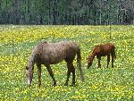 Photo albulle/datas/photos/Environnement du Centre Cheval Poney/prairie5.JPG