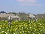 Photo albulle/datas/photos/Environnement du Centre Cheval Poney/prairie6.JPG