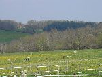Photo albulle/datas/photos/Environnement du Centre Cheval Poney/prairie.JPG