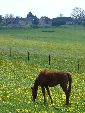 Photo albulle/datas/photos/Environnement du Centre Cheval Poney/structure-prairie2.JPG
