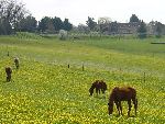 Photo albulle/datas/photos/Environnement du Centre Cheval Poney/structure-prairie3.JPG