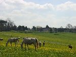 Photo albulle/datas/photos/Environnement du Centre Cheval Poney/structure-prairie43.JPG