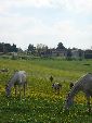 Photo albulle/datas/photos/Environnement du Centre Cheval Poney/structure-prairie5.JPG
