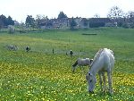 Photo albulle/datas/photos/Environnement du Centre Cheval Poney/structure-prairie6.JPG