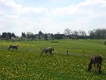Photo albulle/datas/photos/Environnement du Centre Cheval Poney/structure-prairie.JPG