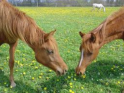 Deux poulains dans les prés du centre équestre en Périgord