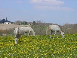 chevaux élevés en plein air en dordogne